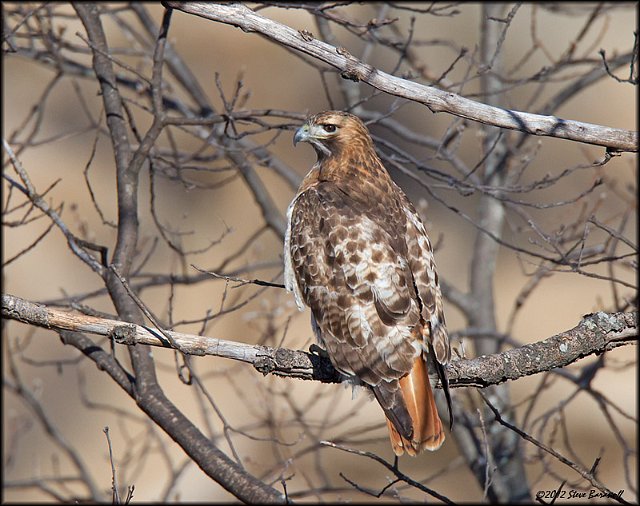 _2SB2769 red-tailed hawk.jpg